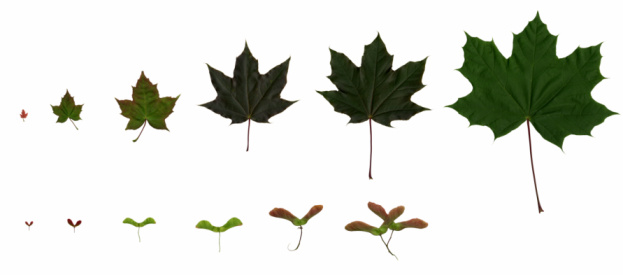 A progression of growing maple leaves and maple keys from small to large.