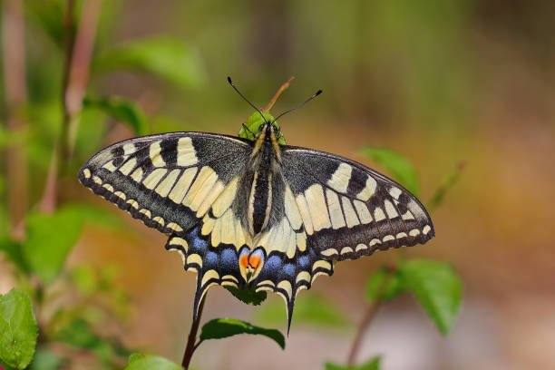 Scarce swallowtail (Iphiclides podalirius) on a leaf