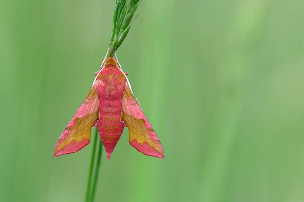 Close shot of a Deilephila elpenor, also known as the elephant hawk moth.