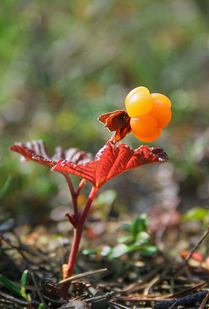 호로 딸기, Rubus chamaemorus 스톡 사진