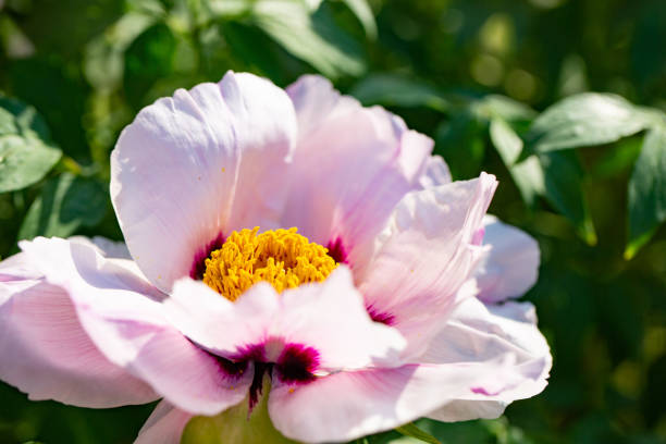A blossoming tree-like peony. Pink flower. Macro