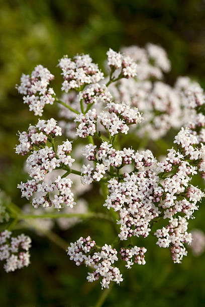 Valerian (Valeriana officinalis) 스톡 사진