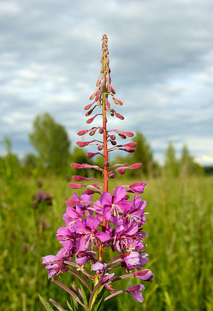 분홍바늘꽃 (epilobium angustifolium), 의약품 허브 스톡 사진