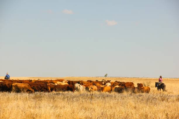 stile di vita rurale - outback australia australian culture land foto e immagini stock
