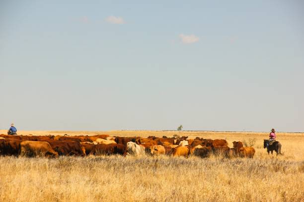 Rural lifestyle Cowboy and cowgirl on horses keeping cattle together on countryside field in Queensland, Australia muster station stock pictures, royalty-free photos & images