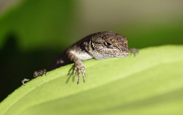 istock Baby Fence Lizard on Leaf 95747710