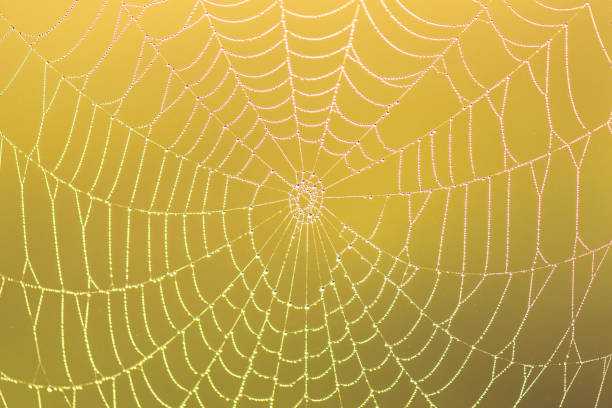 istock Spider web with rain drop on colorful blurred background. close-up 957478872