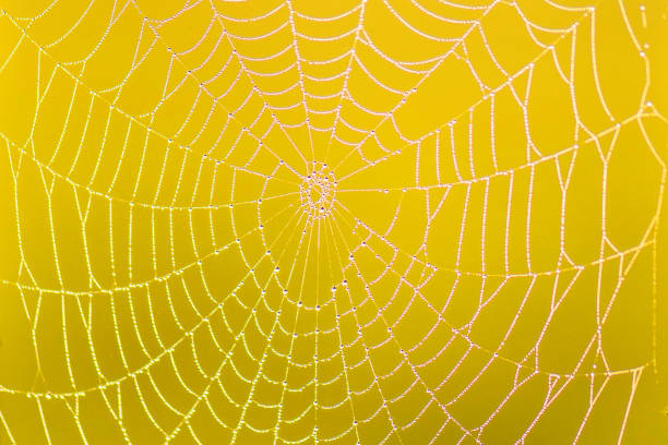 istock Spider web with rain drop on colorful blurred background. close-up 957479004