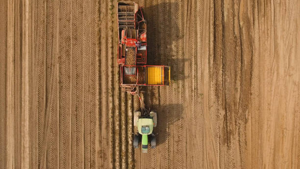 istock Harvesting potatoes on the field 957479126