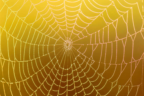 istock Spider web with rain drop on colorful blurred background. close-up 957479336