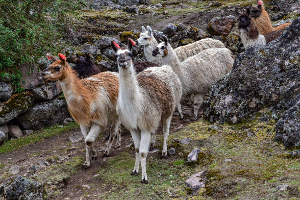 istock Llama herd in Peru in the Andes 957489322