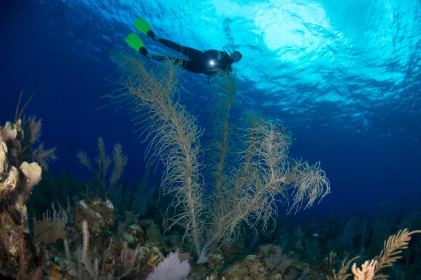 istock Caribbean coral reef and diver 957490468