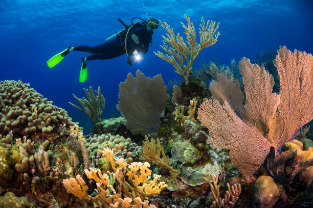istock Caribbean coral reef and diver 957491302