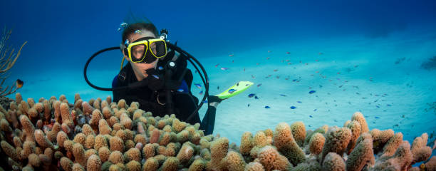 istock Caribbean coral reef and diver 957491304