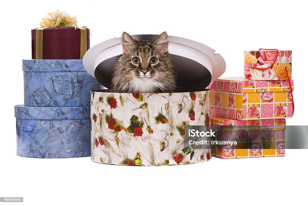 Кошка в подарочной упаковке - Стоковые фото Животное роялти-фри