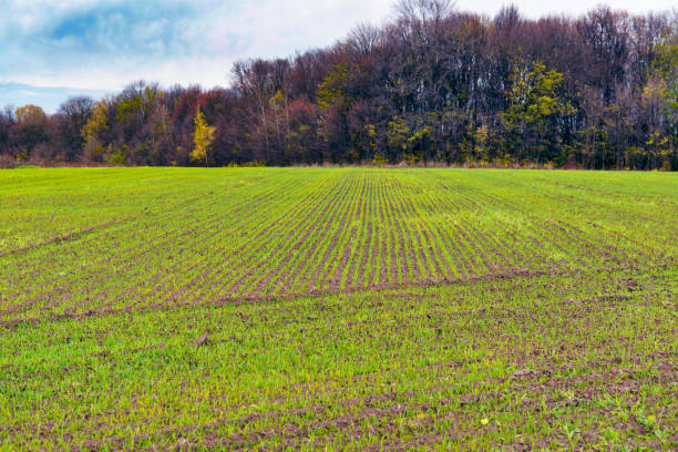 istock Green shoots of wheat 957493952