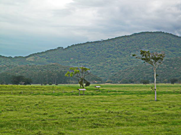 istock rural landscape with trees and mountain 957494646