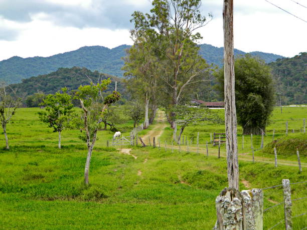 istock rural landscape with trees and mountain 957494666