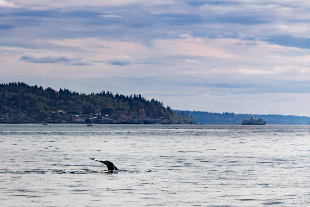 Fluke of Gray Whale Dissapears into the Puget Sound in Background a Washington State Ferry Fluke of Gray Whale Dissapears into the Puget Sound in Background a Washington State Ferry. Photo taken on May 4, 2018 gray whale stock pictures, royalty-free photos & images
