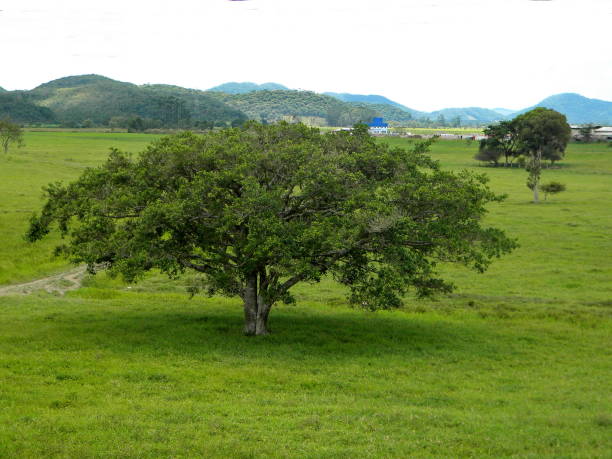 istock rural landscape with trees and mountain 957494808