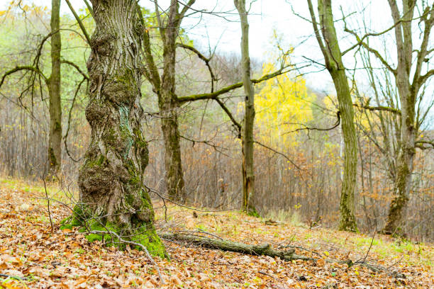 trees with yellow leaves in the woods in the autumn of the year