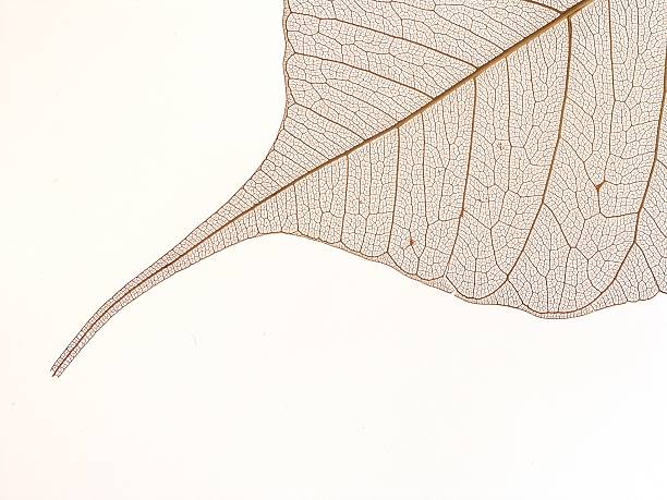 Brown dry leaf