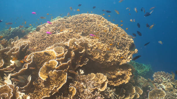 istock Coral reef and tropical fish.Philippines 957499588
