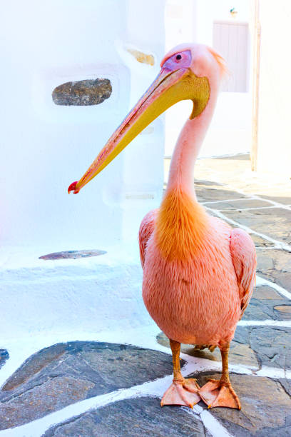 One of pelicans Petros in the street in Mykonos town, Greece