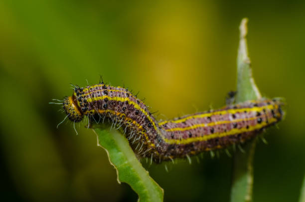 istock The magic and beauty of the macro world 957505372