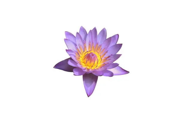 Photo of Lotus