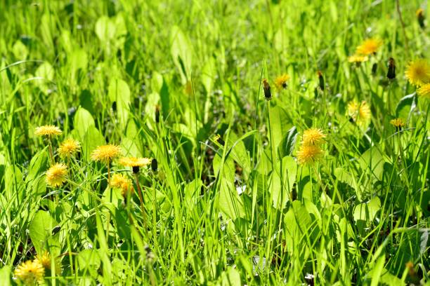 istock Dandelion, Taraxacum officinale, in flower. 957509966