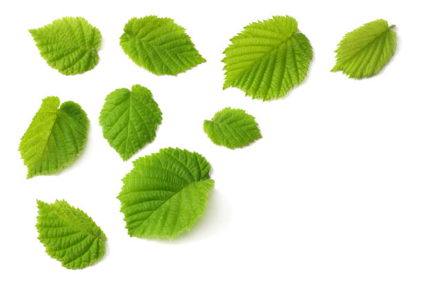 istock hazelnut leaves isolated on white background. top view 957510914