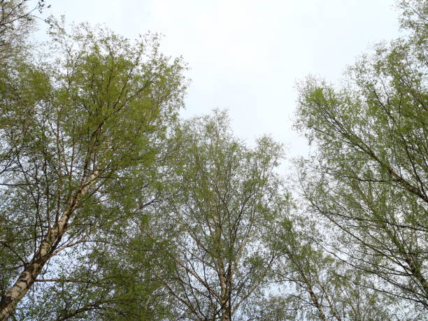 istock the tops of trees on a spring evening 957515116