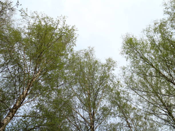 istock the tops of trees on a spring evening 957515274