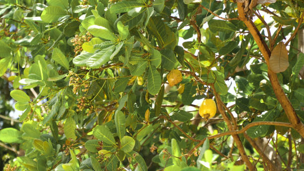 istock Nut Tree Cashew Growing Nuts. Busuanga, Palawan, Philippines 957516772