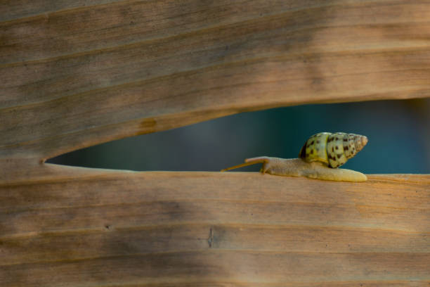 Beauty of nature with snail