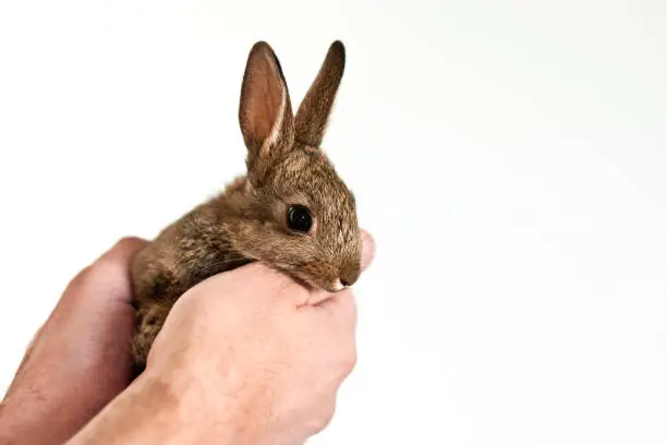 Bunny in hand man