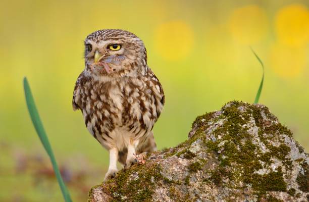 istock A little owl with a grasshopper 957528328