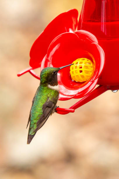 Ruby-throated hummingbird drinking nectar from a trough stock photo
