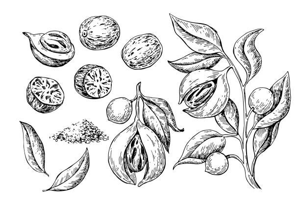 ilustraciones, imágenes clip art, dibujos animados e iconos de stock de dibujo vectorial especias nuez moscada molida moscada. croquis de tuerca de tierra condimento. semillas secas y frutas frescas mace a base de hierbas - nutmeg india spice nut