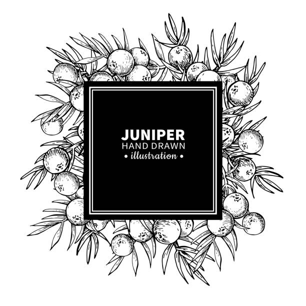 illustrations, cliparts, dessins animés et icônes de trame de dessin vectoriel juniper. isolé du modèle vintage du berr - gin