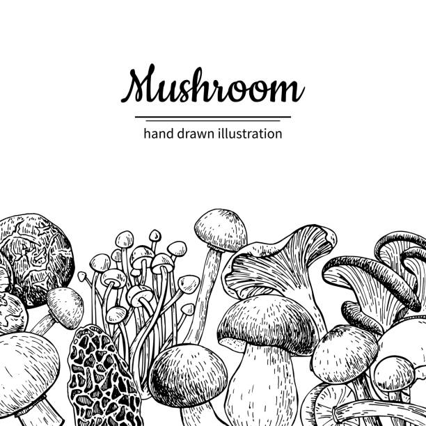 Mushroom hand drawn vector frame. Isolated Sketch organic food d Mushroom hand drawn vector frame. Isolated Sketch organic food drawing template. Champignon, morel, truffle, enokitake, porcini, oyster, chanterelle, shiitake. Great for menu, label, product packaging peppery bolete stock illustrations