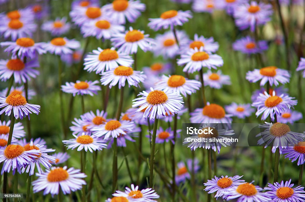 Pole dzikie kwiaty fioletowe - Zbiór zdjęć royalty-free (Bez ludzi)