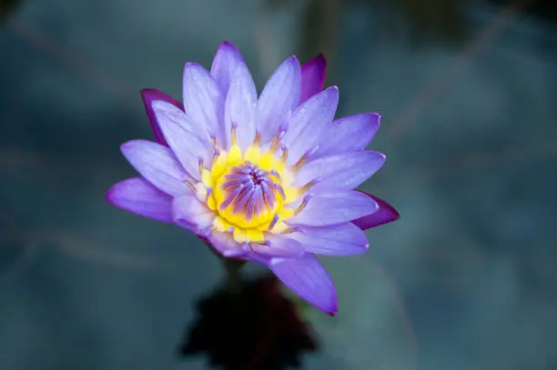 Purple yellow lily flower with open leaves in a pond.