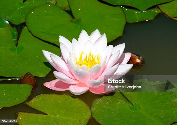 Photo libre de droit de Nénuphar banque d'images et plus d'images libres de droit de Beauté de la nature - Beauté de la nature, Blanc, Botanique