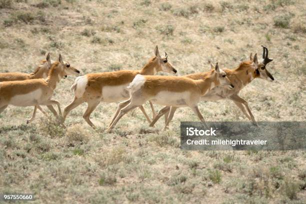 Wild Pronghorn Run Sagebrush Prairie Browns Park National Wildlife Refuge Colorado Stock Photo - Download Image Now