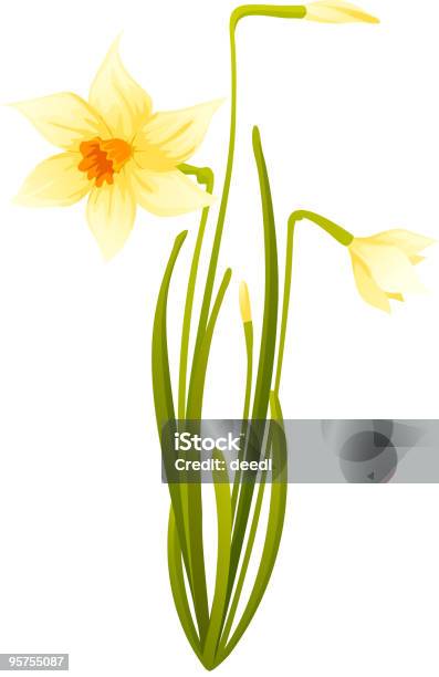 Ilustración de Elegante Daffodils y más Vectores Libres de Derechos de Amarillo - Color - Amarillo - Color, Blanco - Color, Brote