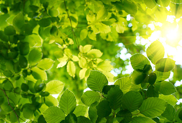 istock Green leaves on a tree with sun shining through 95755199