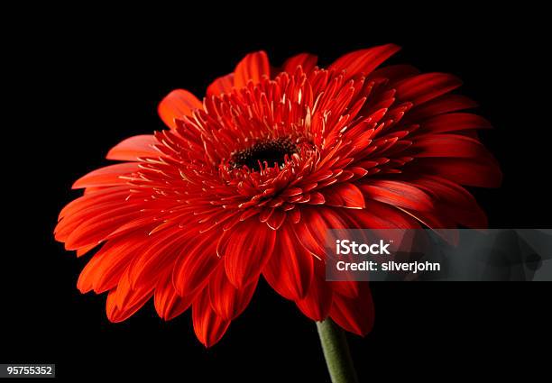 Vermelho Margaridagerbera Em Fundo Preto - Fotografias de stock e mais imagens de Beleza natural - Beleza natural, Cabeça de Flor, Cor preta