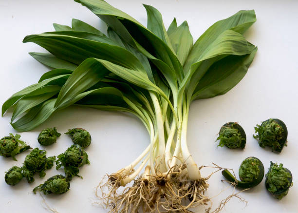 Wild onion or leek arrangement Wild ramp and fiddlehead fern fiddle head stock pictures, royalty-free photos & images